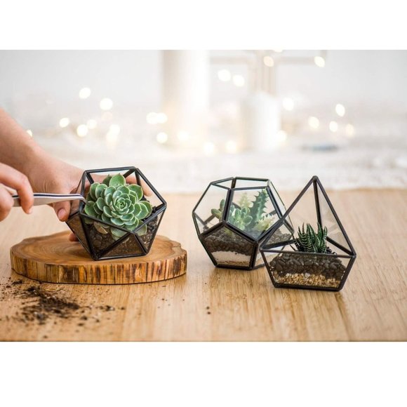 Cube Mini 4 inches Moss Geometric Glass Terrarium DIY Set  4 Inches Mini Glass Geometric Terrarium Container Set of 3